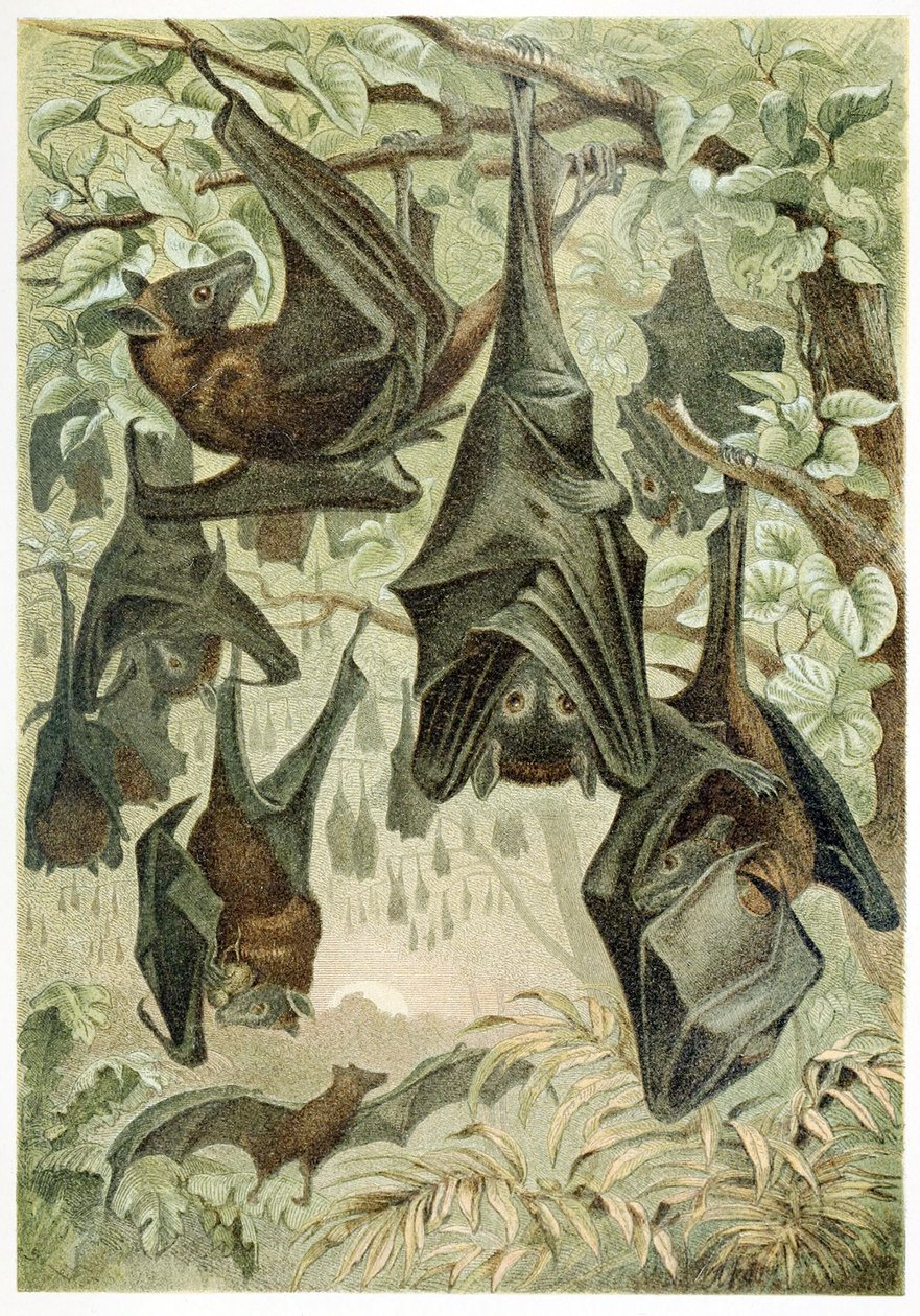 Flying Foxes, z Brehms Tierleben, hospoda. 60. léta 19. století od German School