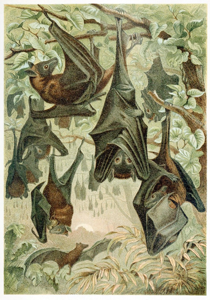 Flying Foxes, od Brehms Tierleben, hospoda. Barevná litografie 1860, 1860. od German School