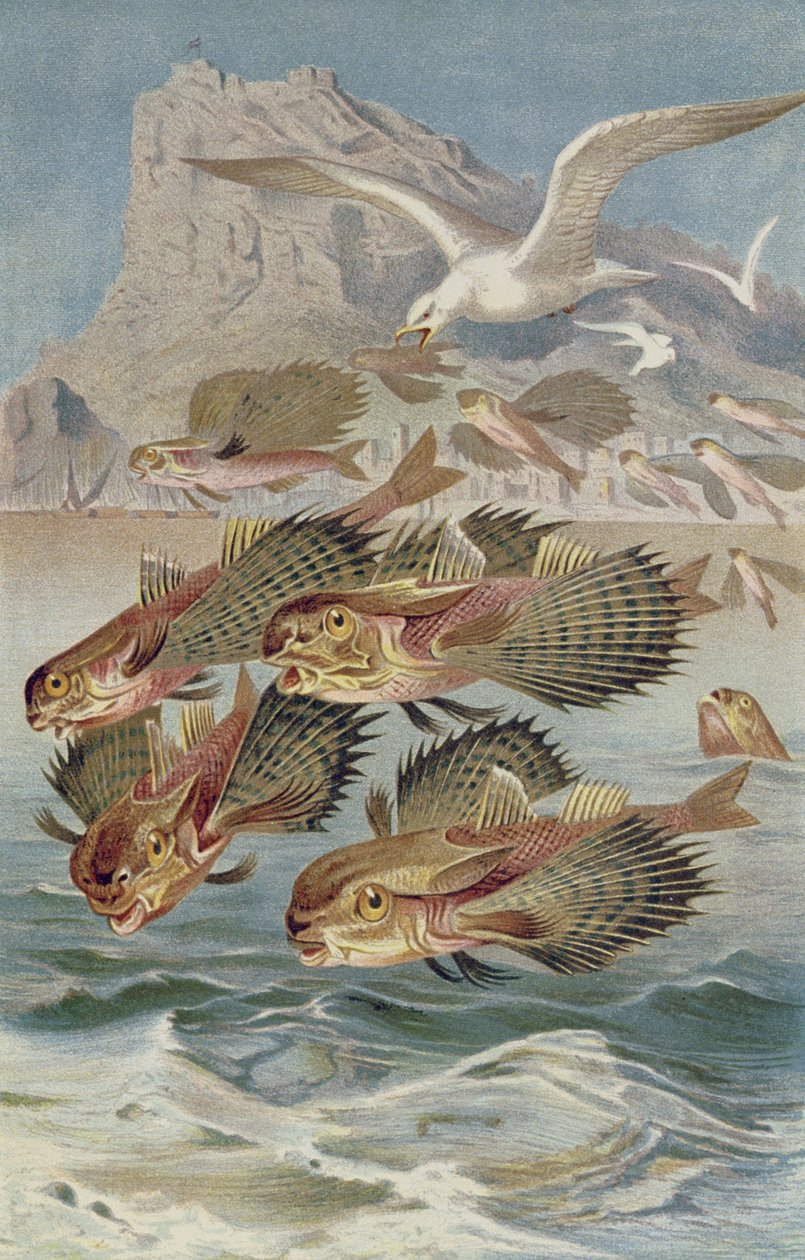 Létající strážník, deska z Brehmse Tierleben: Allgemeine Kunde des Tierreichs, svazek 8, str. 134, vydal Bibliographisches Institut, 1892 od German School