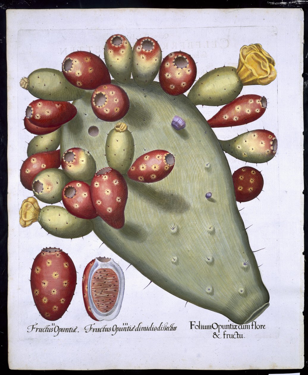 Folium Opuntia z Hortus Eystettensis od Basila Beslera (1561-1629) hospoda. 1613 (ručně kolorovaná rytina) od German School