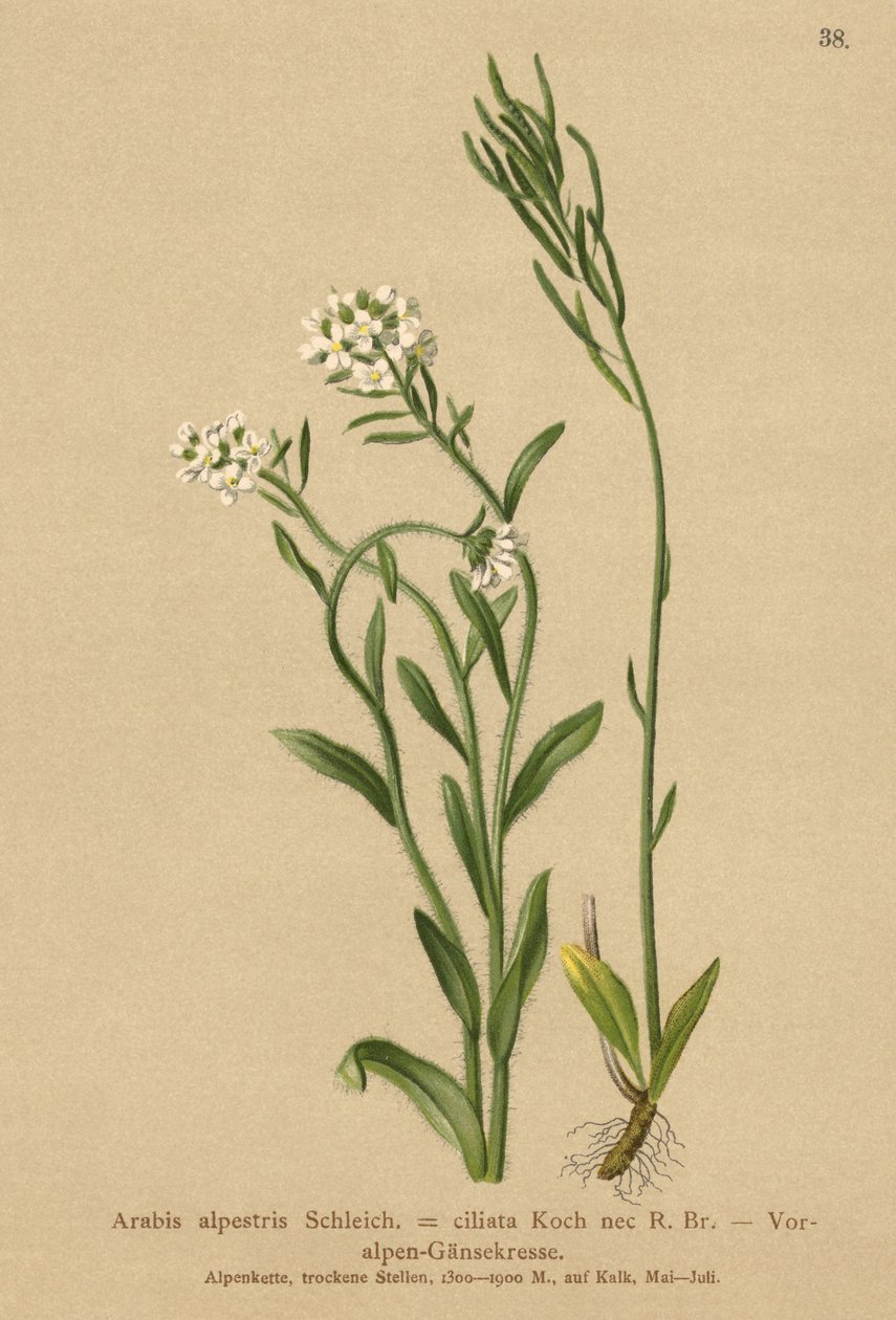 Podhůří Alp řeřicha zední (Arabis alpestris, Arabis ciliata) od German School