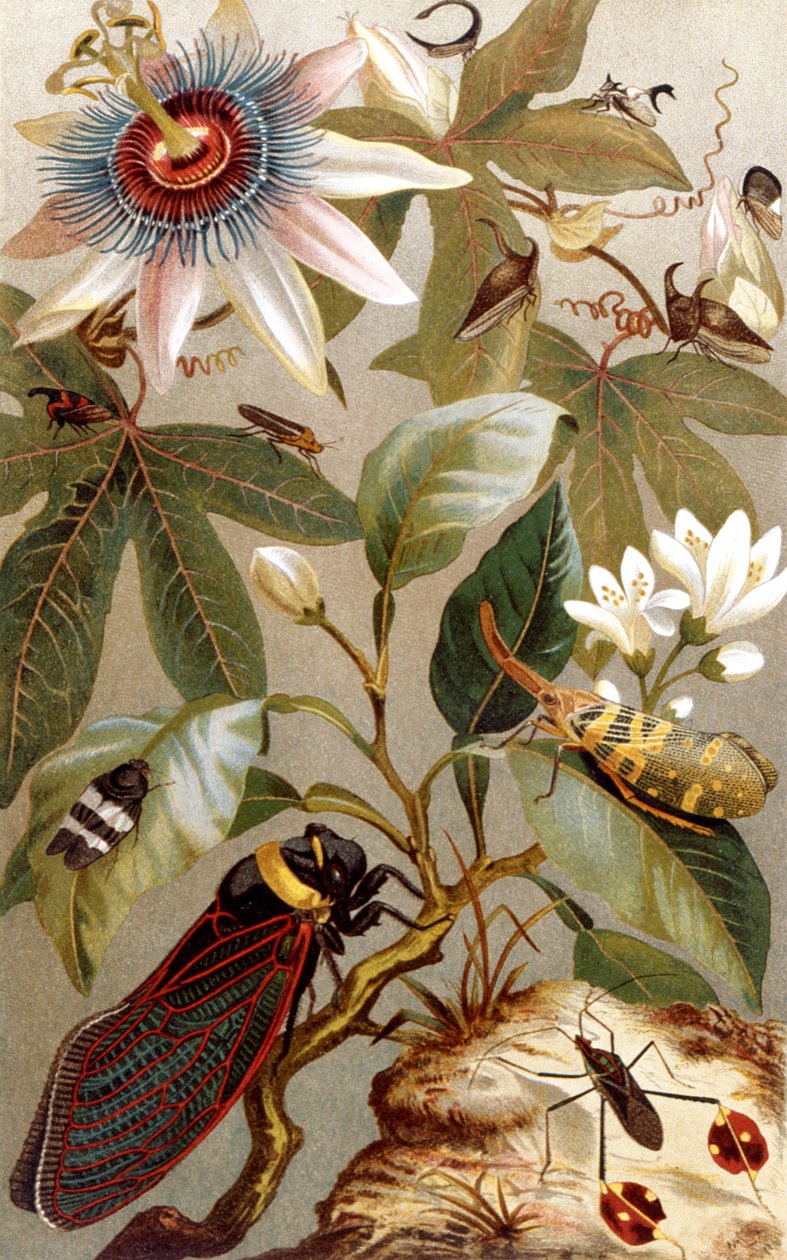 Zahraniční cikády, deska z Brehms Tierleben: Allgemeine Kunde des Tierreichs, díl 9, s. 637, vydal Bibliographisches Institut, 1892 od German School