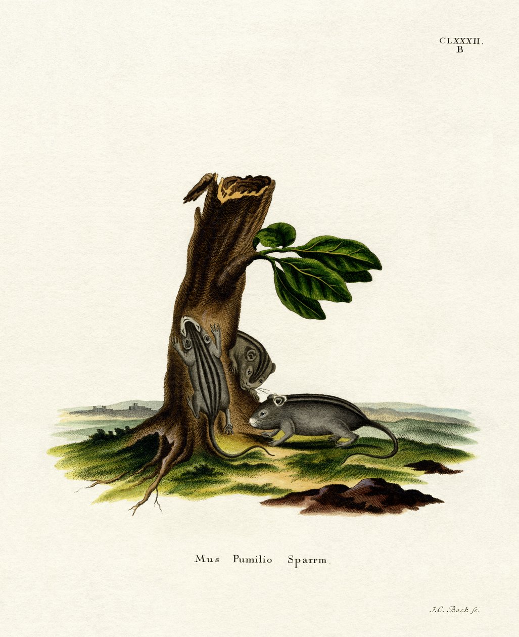 Čtyřpruhová Grass Mouse (barevné gravírování) od German School