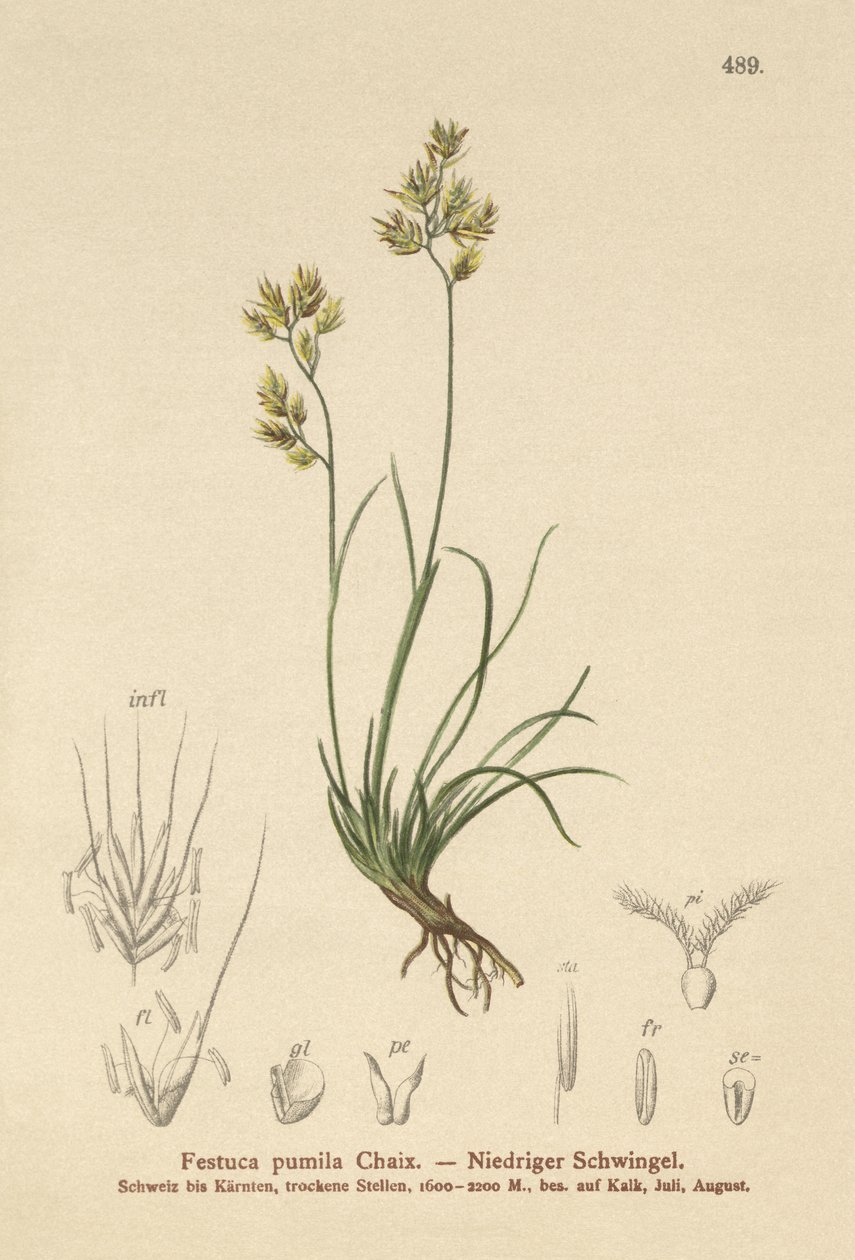 Kostřava čtyřlistá (Festuca pumila, Festuca quadriflora) od German School