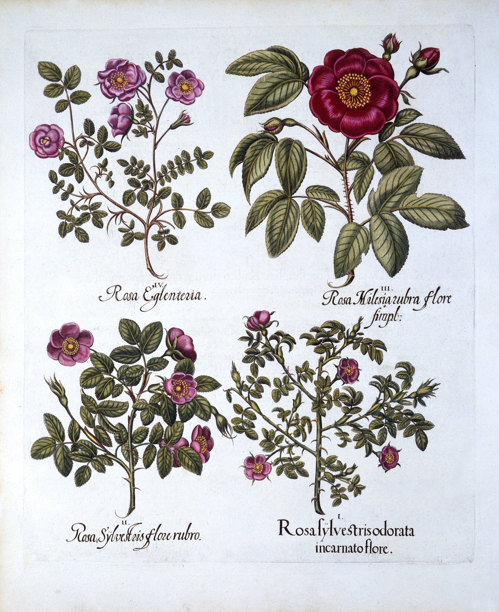 Čtyři odrůdy Dog Rose, od Hortus Eystettensis, Basil Besler (1561-1629), hospoda. 1613 (ručně kolorovaná rytina) od German School