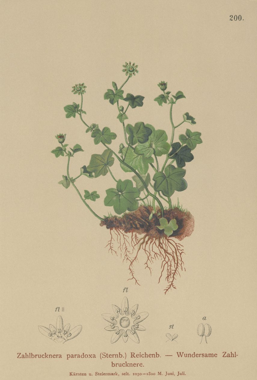 Lomikámen křehký (Zahlbrucknera paradoxa, Saxifraga paradoxa) od German School
