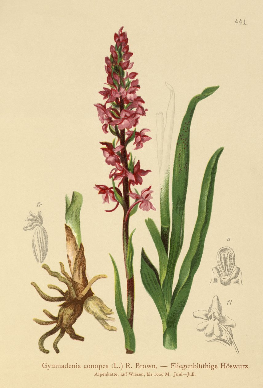 Orchidej vonná (Gymnadenia conopea) od German School