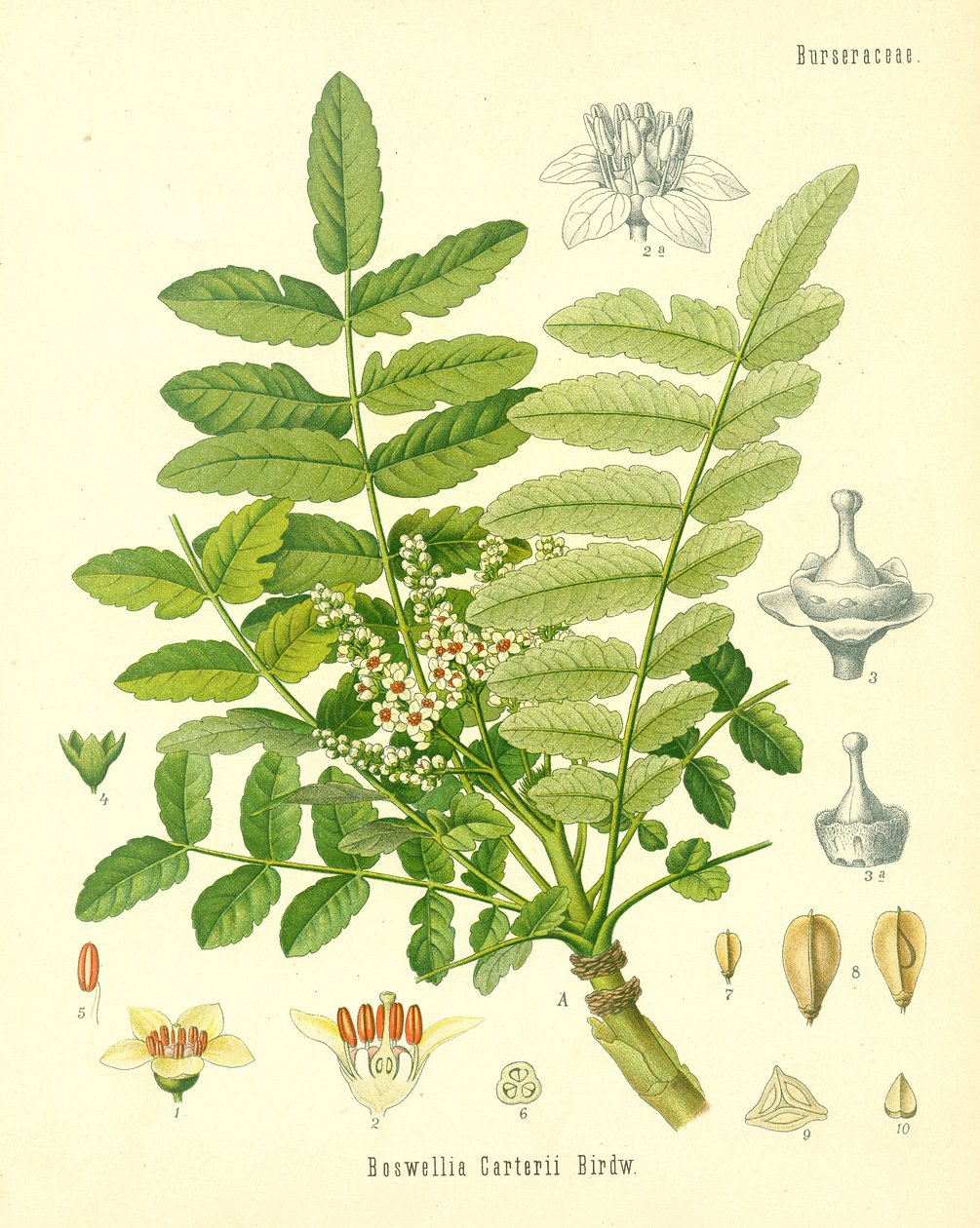Kadidlo, ilustrace z Koehlers Medicinal Plants, vydané v roce 1887 od German School