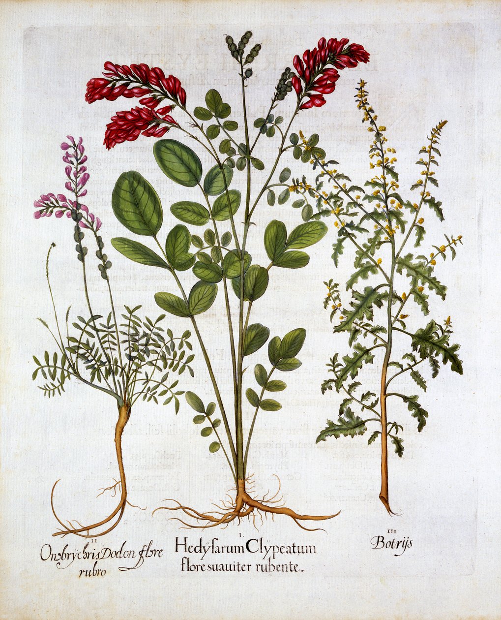 Zimolez francouzský, vičenec obecný a pelargonie Jeruzalémský dub, z Hortus Eystettensis, od Basila Beslera (1561-1629), pub. 1613 (ručně kolorovaná rytina) od German School