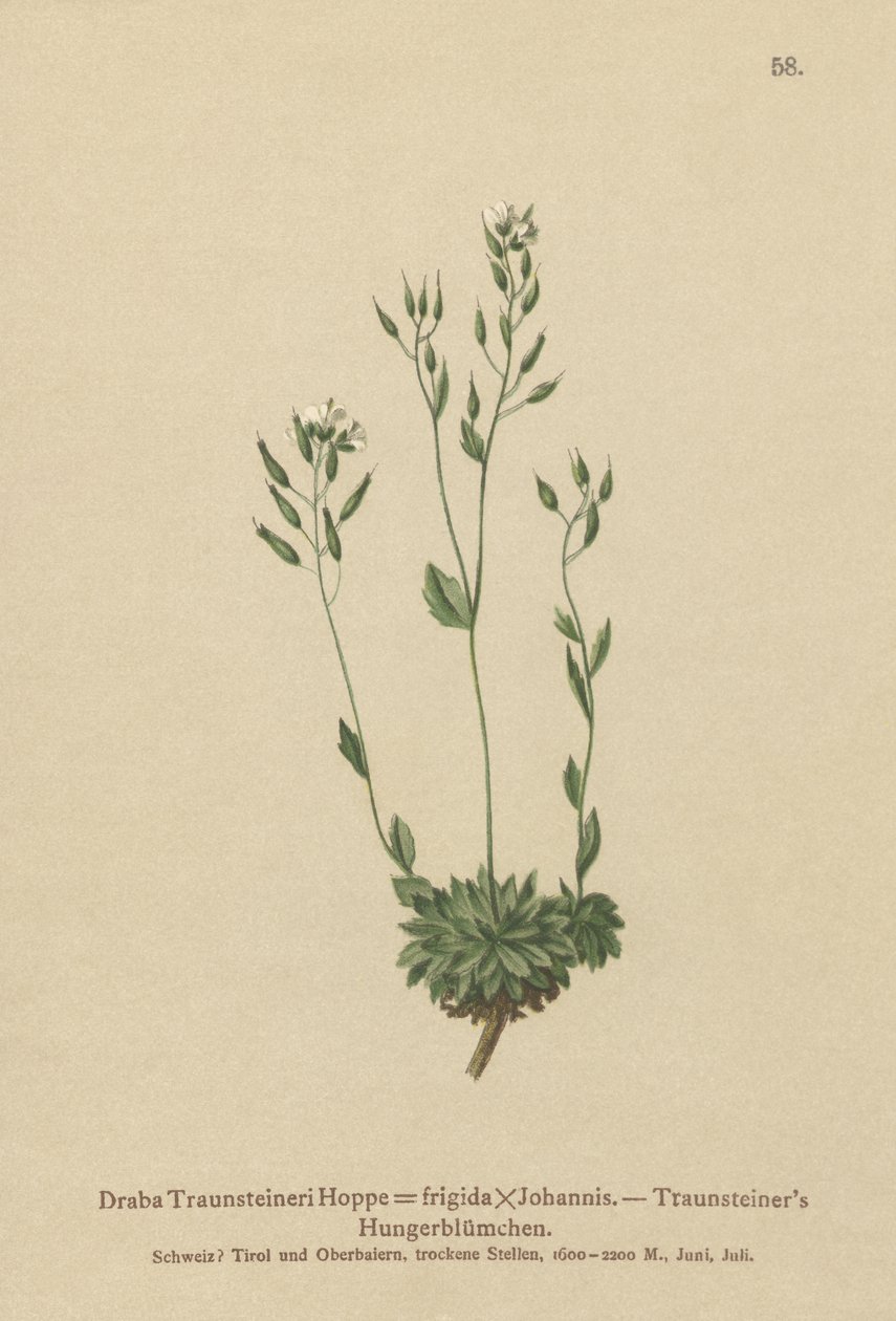 Frigid Whitlow-grass (Draba Traunsteineri, Draba frigida) od German School
