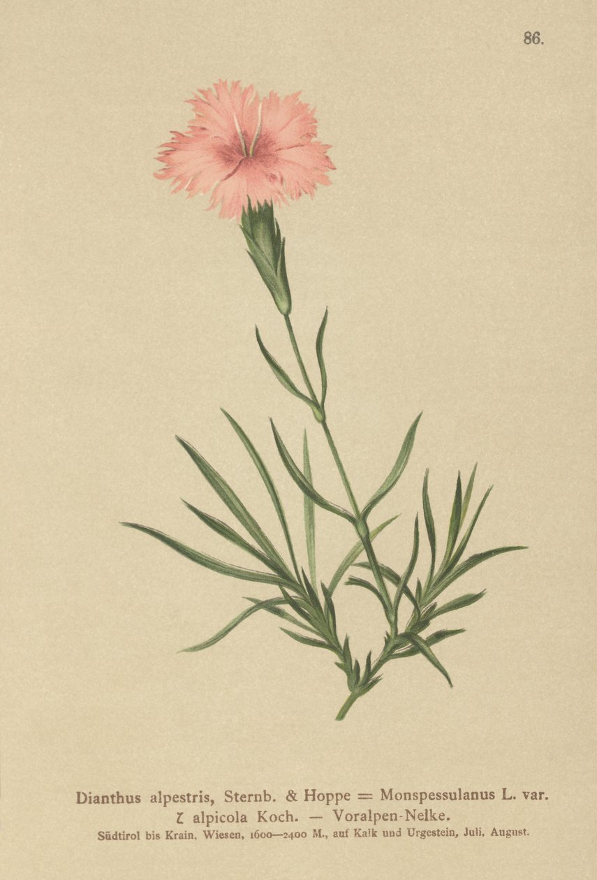 Růžový třásněný (Dianthus Monspessulanus, Dianthus alpestris, Dianthus alpicola) od German School