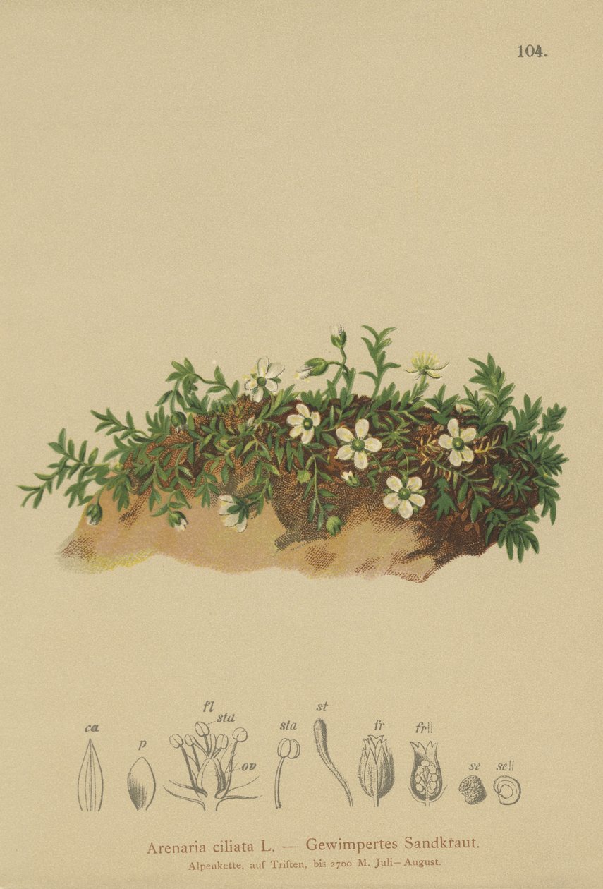 Sandwort třásnitý (Arenaria ciliata) od German School