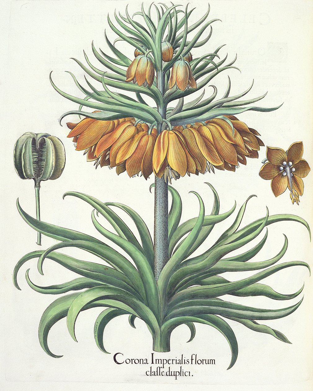 Fritillary: Crown of Imperial flowers od Basila Beslera (1561-1629), hospoda. 1613 od German School