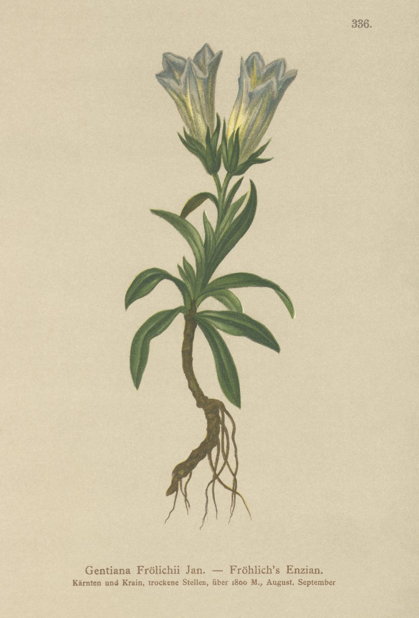 Froelichův hořec (Gentiana Froelichii) od German School