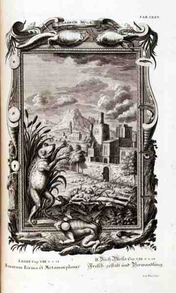 Žáby, ryté, z „Physica Sacra“, Johann Jakob Scheuchzer, Augsburg od German School