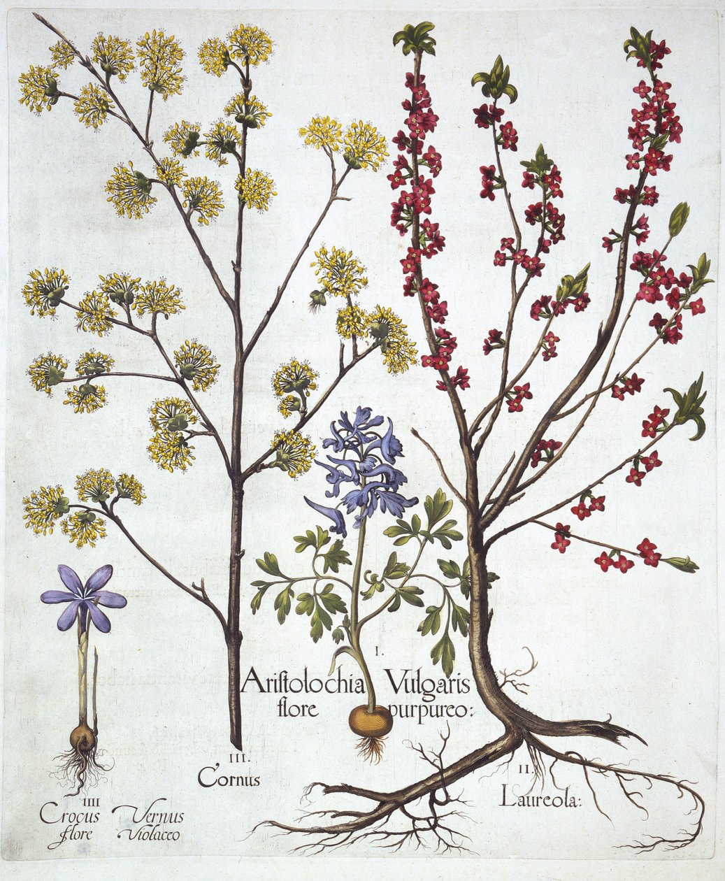 Dýmovnice, Daphne mezereum, Cornelian Cherry and Spring Crocus, od Hortus Eystettensis, Basil Besler (1561-1629), pub. 1613 (ručně kolorovaná rytina) od German School