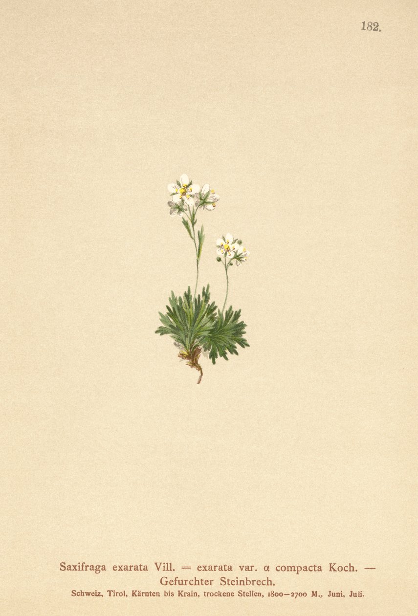 Lomikámen zbrázděný (Saxifraga exarata, Saxifraga exarata var. compacta, Saxifraga exarata ssp. moschata) od German School
