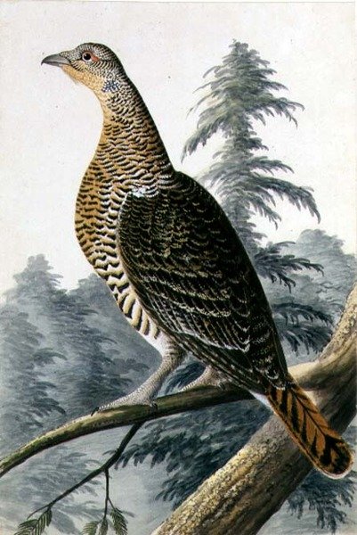 Game Bird, cca 1740 (akvarel na papíře) od German School