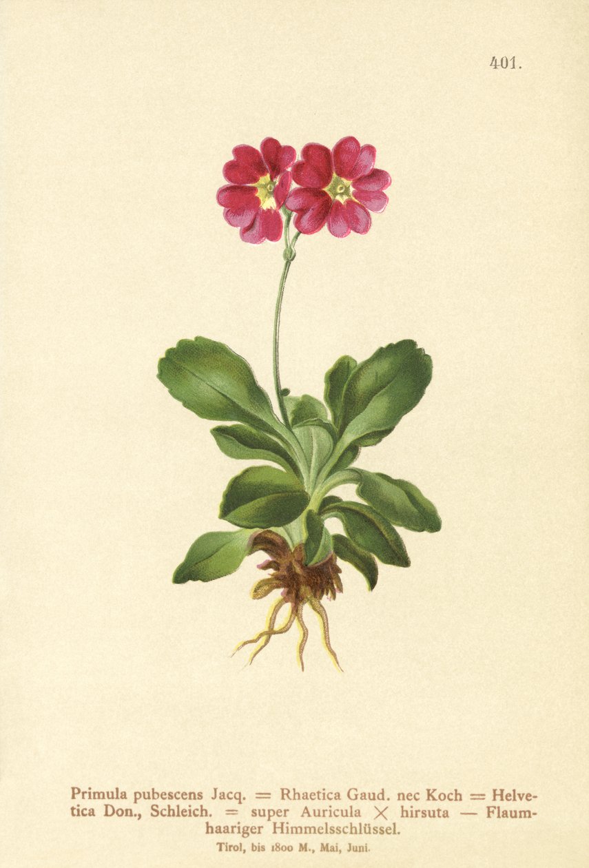 Auricula zahradní (Primula pubescens, Primula Rhaetica, Primula Helvetica) od German School
