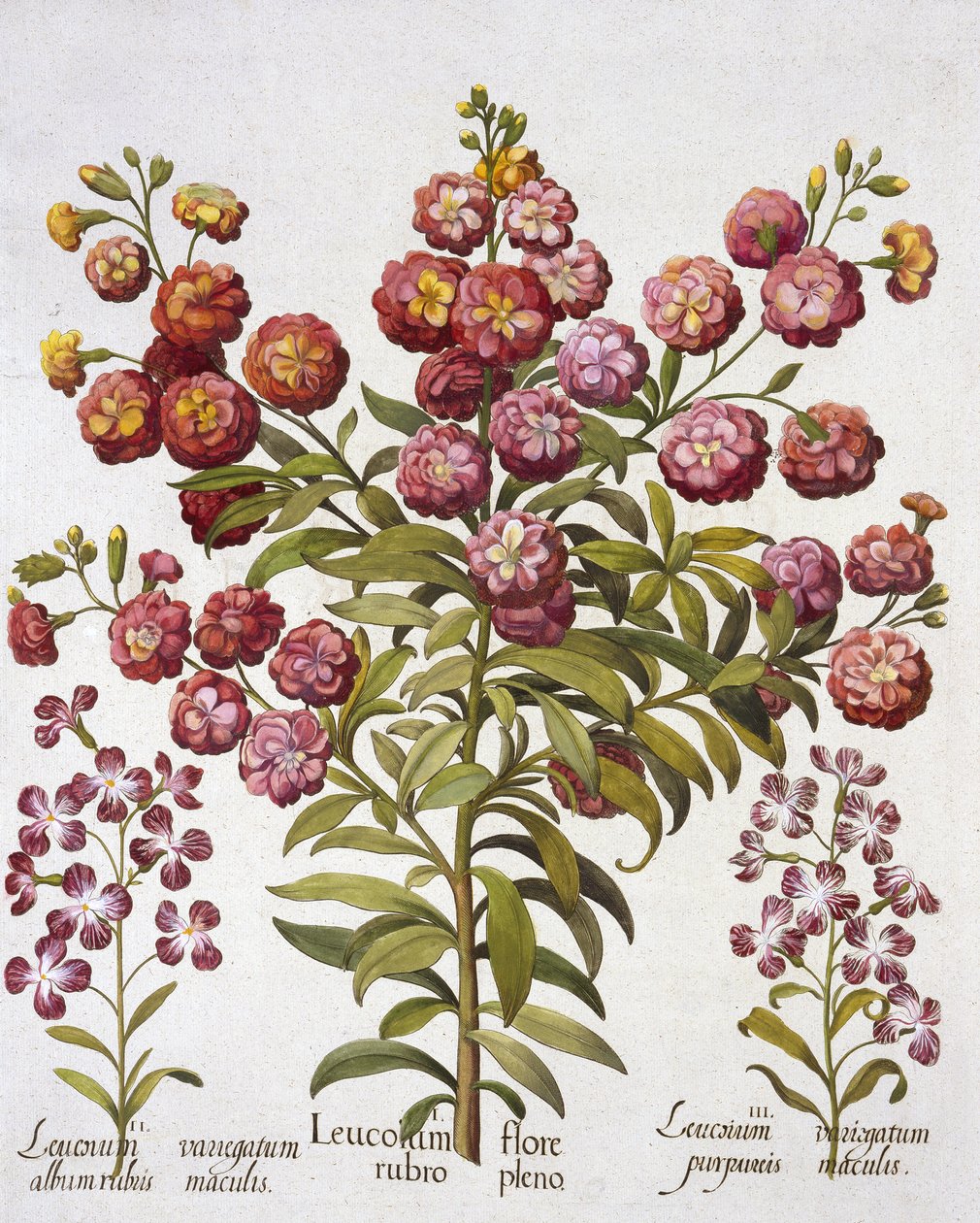 GillyflowerGilliflower, od Hortus Eystettensis, od Basil Besler (1561-1629), pub. 1613 (ručně kolorovaná rytina) od German School
