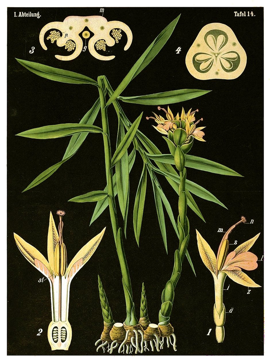 Zázvor (Zingiber officinale Roscoe) kolem roku 1890 (chromolitograf) od German School