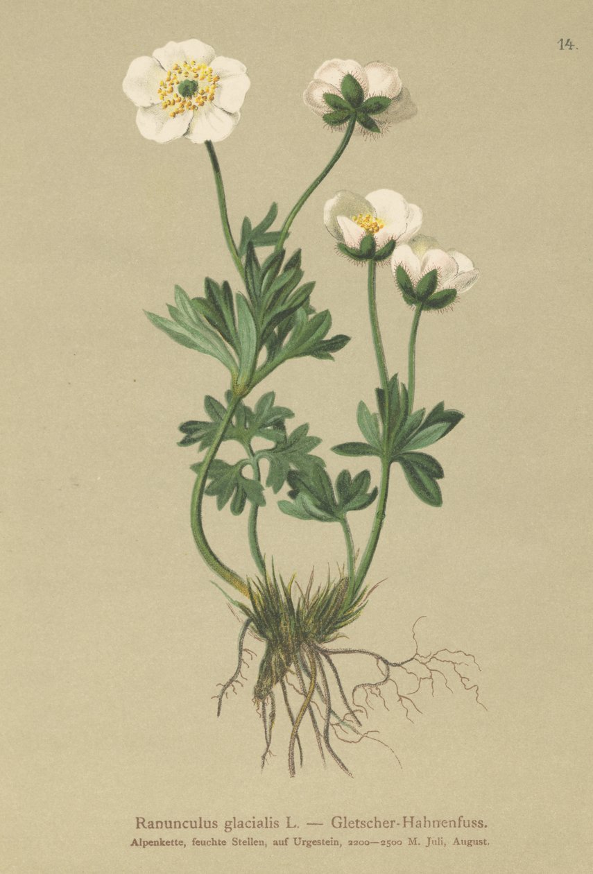 Glacier Crowfoot od German School