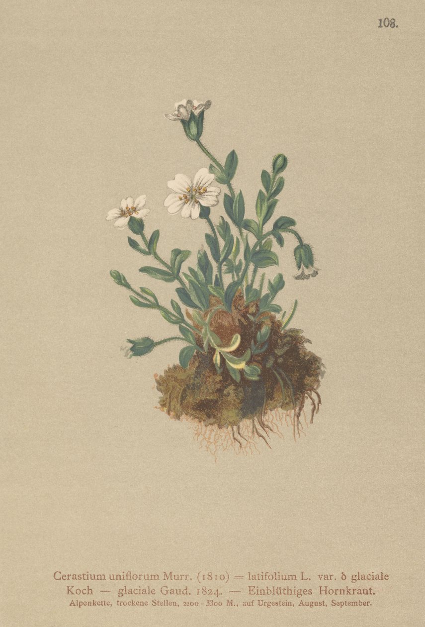 Myší ucho ledovcové (Cerastium uniflorum, Cerastium latifolium var. glaciale, Cerastium glaciale) od German School