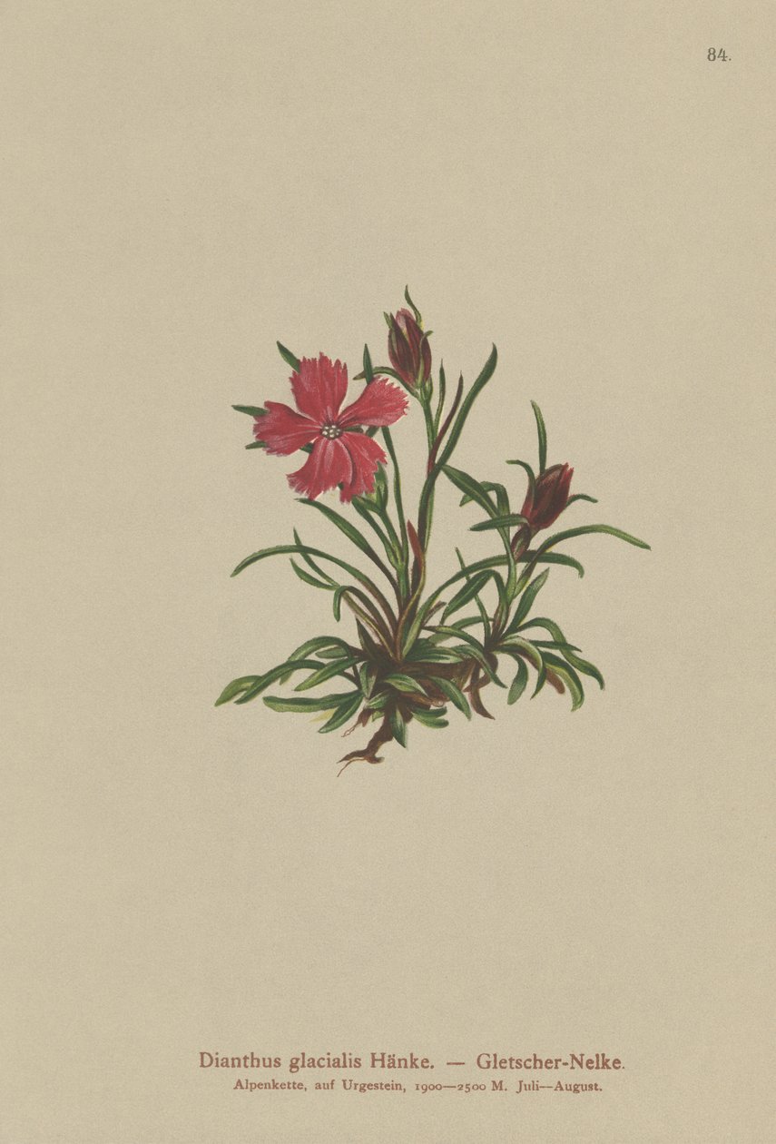 Glacier Pink (Dianthus glacialis) od German School