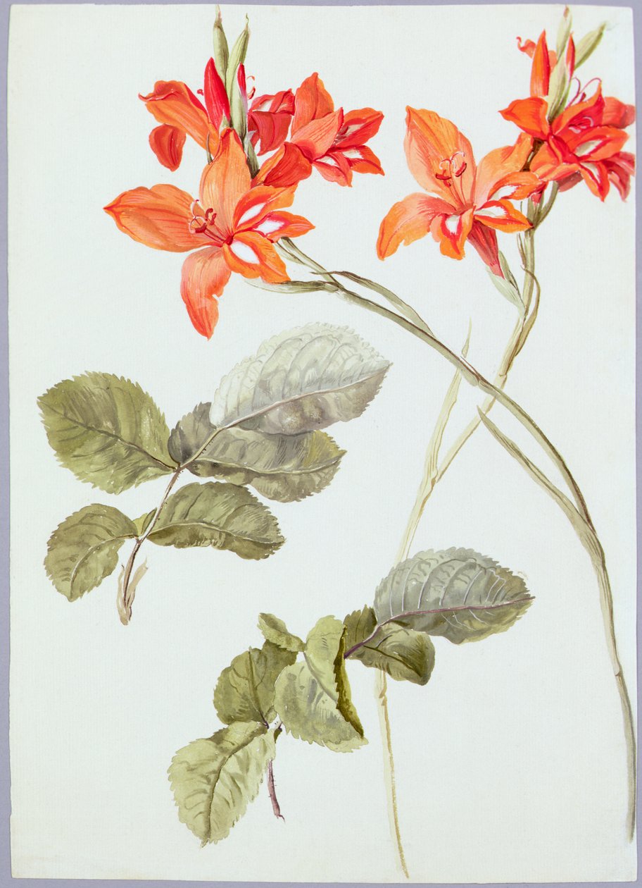 Gladiolus and Rose Leaves, c.1790 (akvarel na papíře) od German School