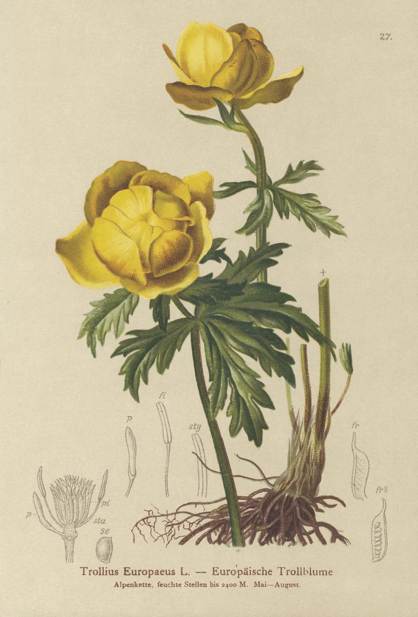 Globe-flower (Trollius Europaeus) od German School