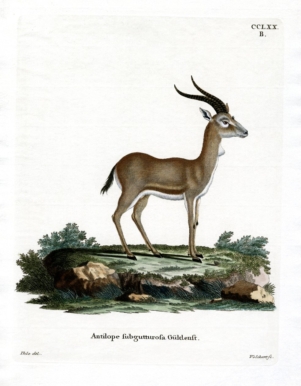 Goited Gazelle (barevné rytí) od German School