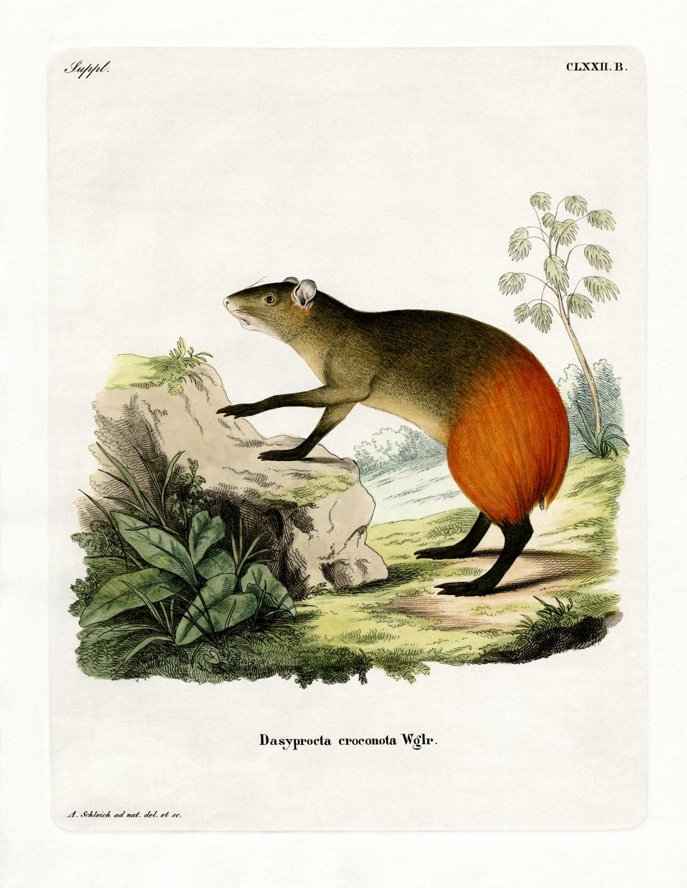 Agouti se zlatým hrbolem (barevná rytina) od German School