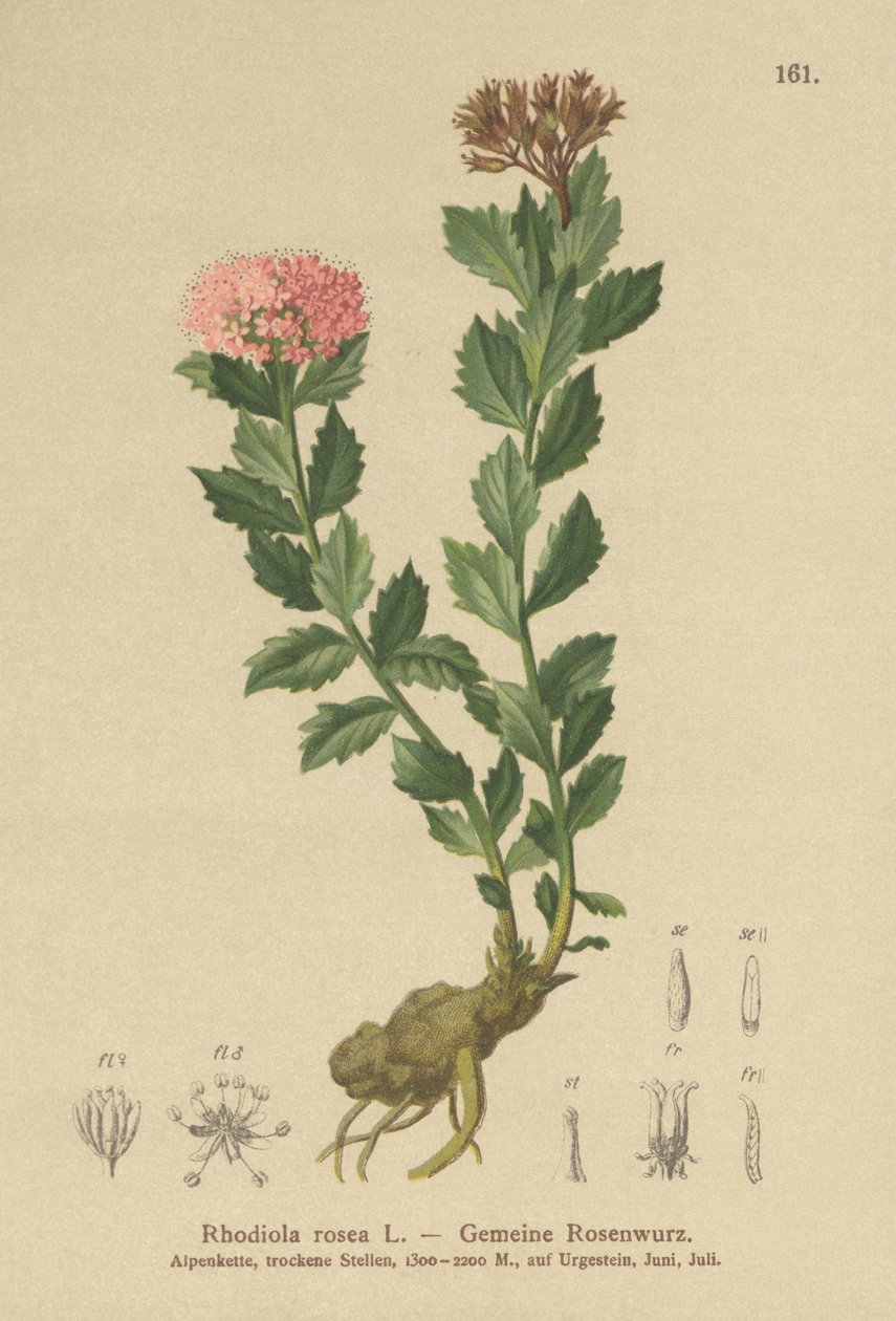 Zlatý kořen (Rhodiola rosea) od German School