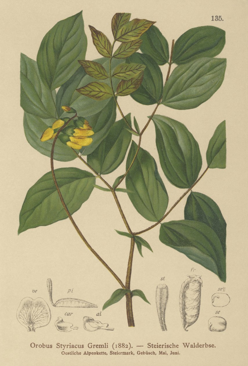 Vikev zlatá (Orobus styriacus, Lathyrus aureus) od German School