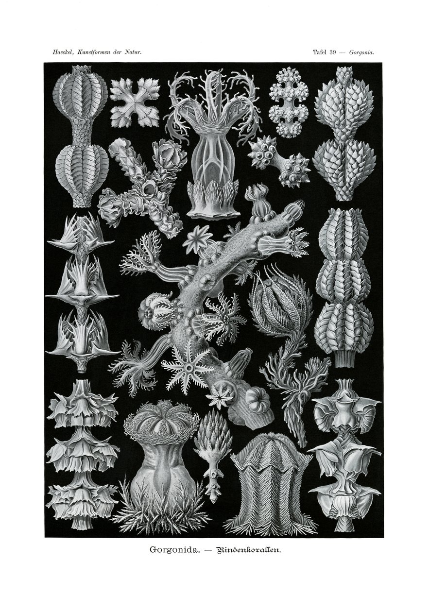 Gorgonida, 1899-1904 od German School