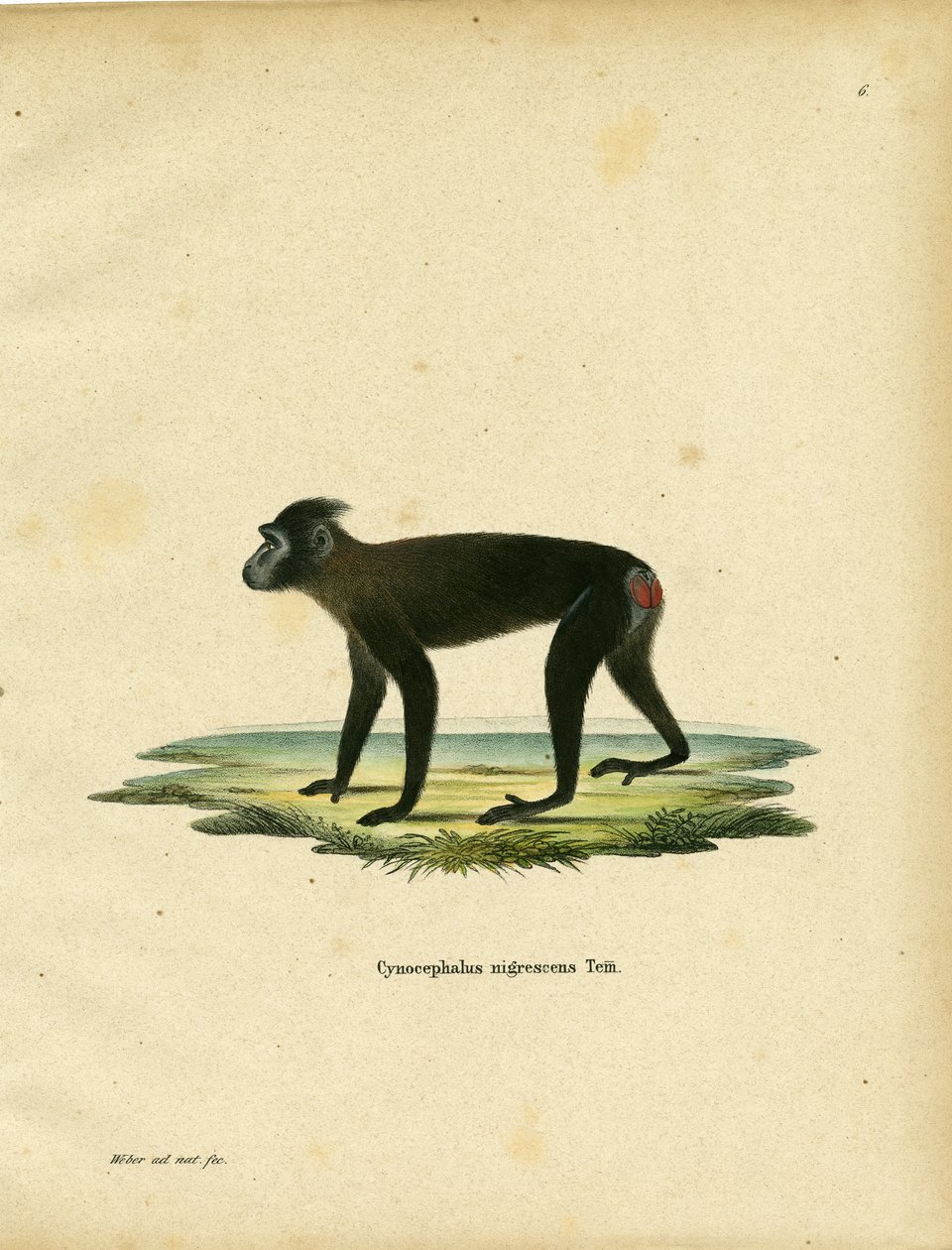 Gorontalo Macaque (barevná rytina) od German School