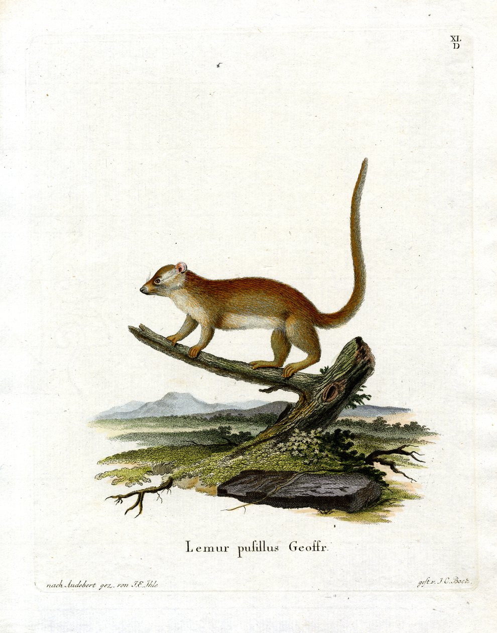 Grey Mouse Lemur (barevná rytina) od German School