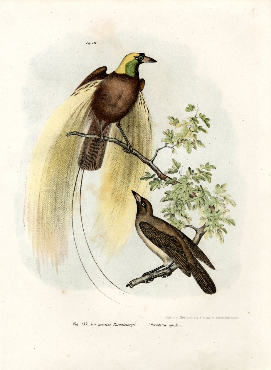 Greater Bird of Paradise, 1864 od German School
