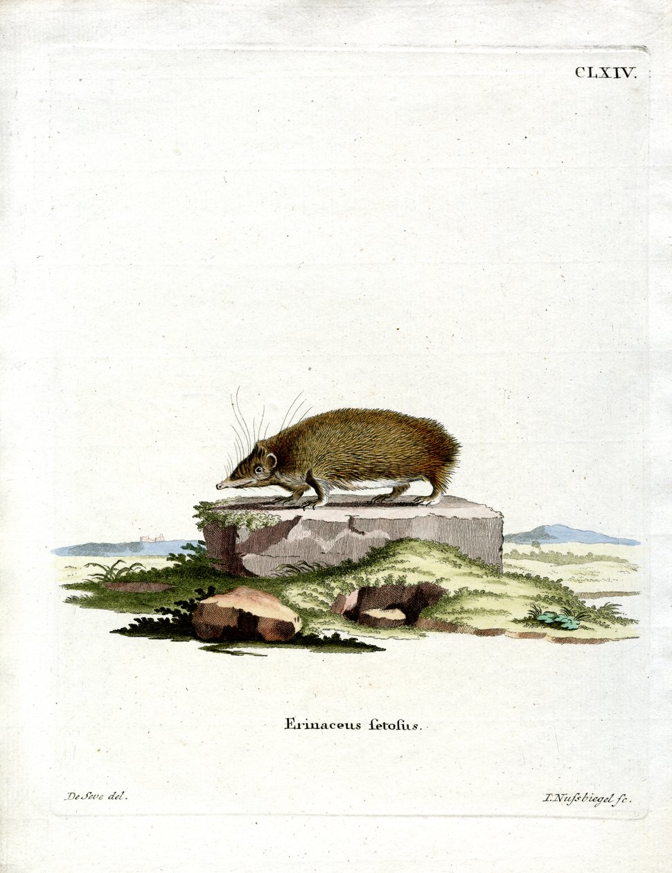 Greater Hedgehog Tenrec (barevná rytina) od German School