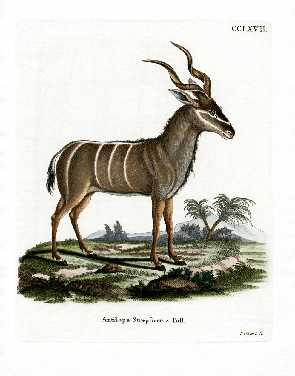 Greater Kudu (rytina Kabured) od German School