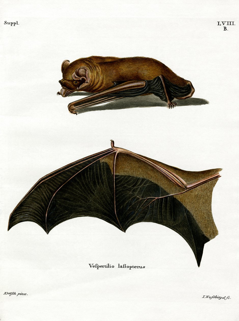 Greater Noctule Bat (barevná rytina) od German School
