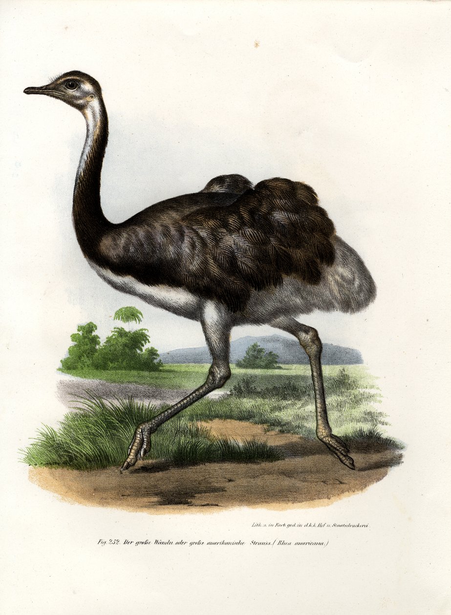 Greater Rhea, 1864 od German School