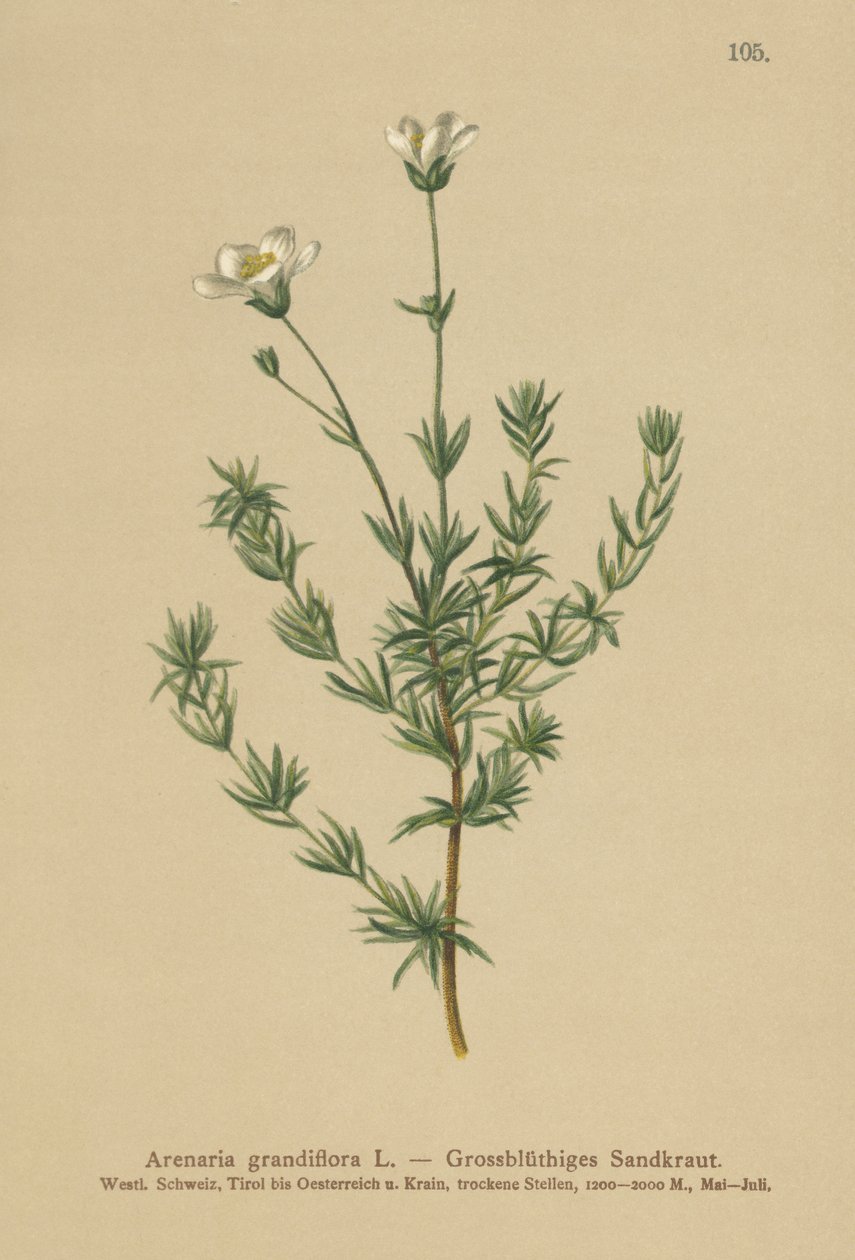 Sandwort větší (Arenaria grandiflora) od German School