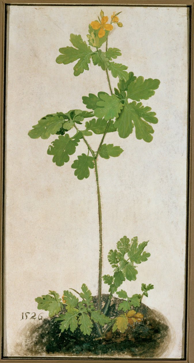 Vlaštovičník větší (akvarel, tempera a štětec na pergamenu na kartonu) od German School