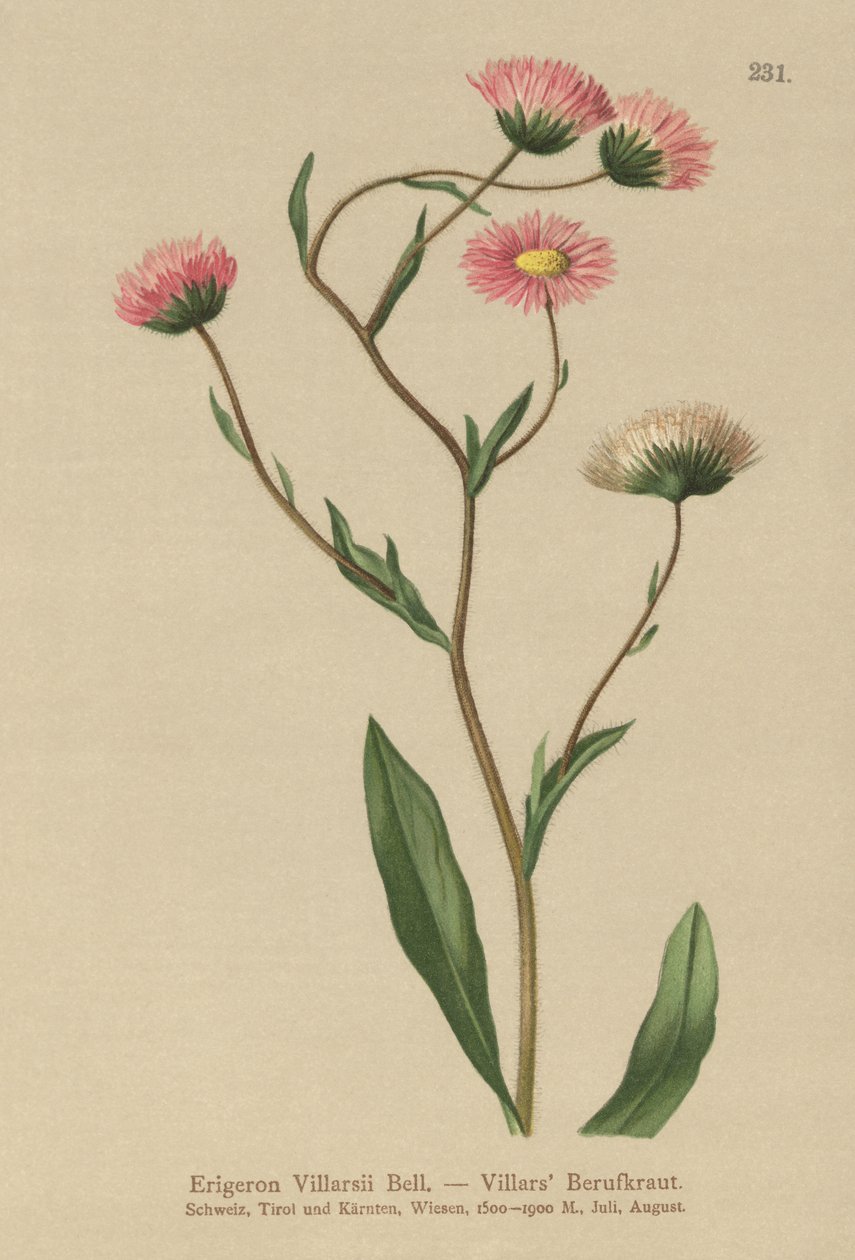 Řecký blešník (Erigeron Villarsii, Erigeron atticus) od German School