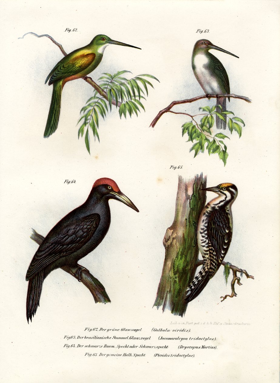 Jacamar zelenoocasý, 1864 od German School