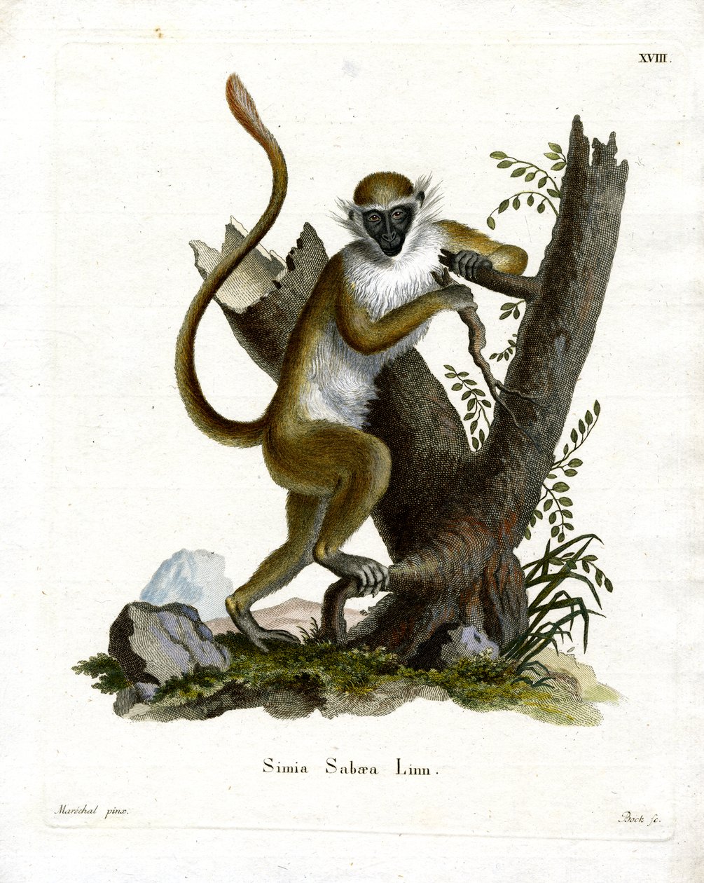 Green Monkey (barevné rytí) od German School