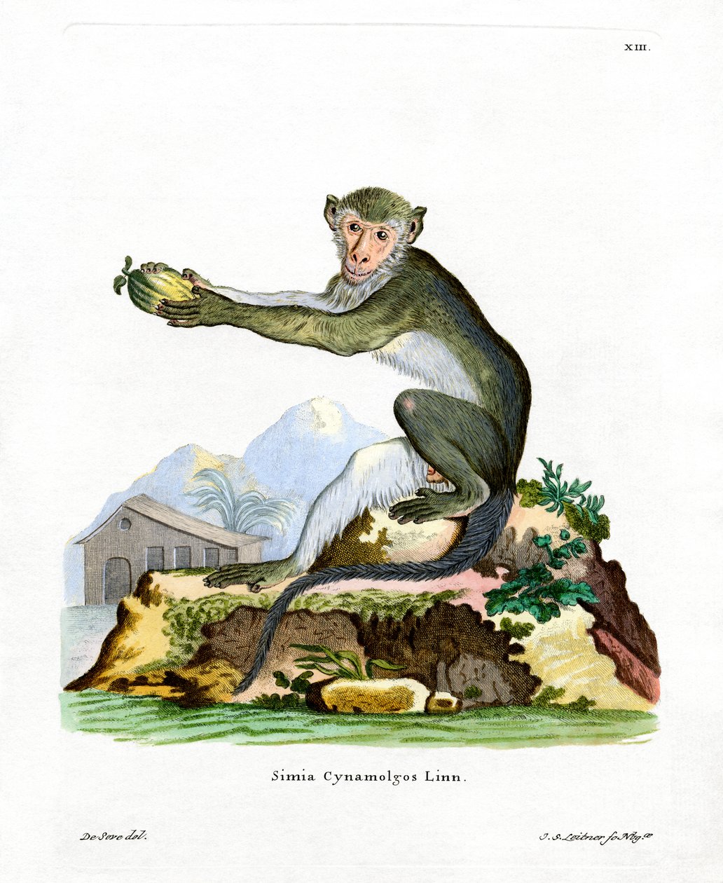 Green Monkey (barevné rytí) od German School