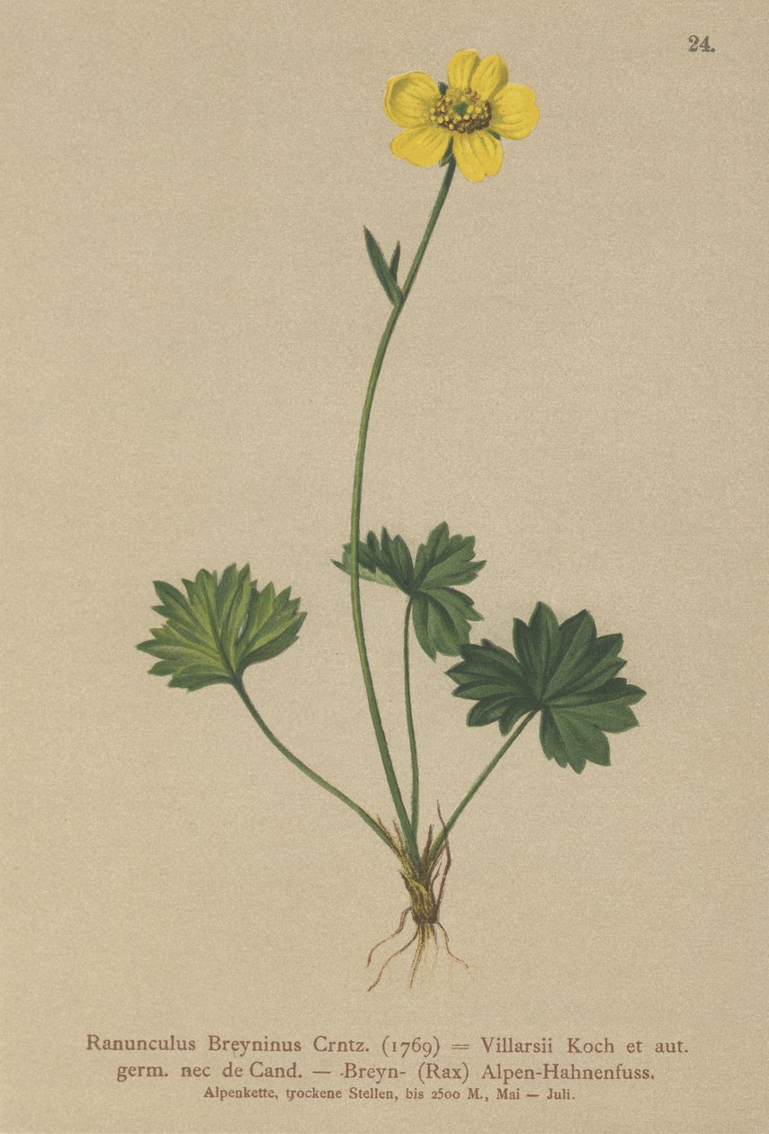 Greniers Buttercup (Ranunculus Breynius, Ranunculus Villarsii, Ranunculus grenierianus) od German School