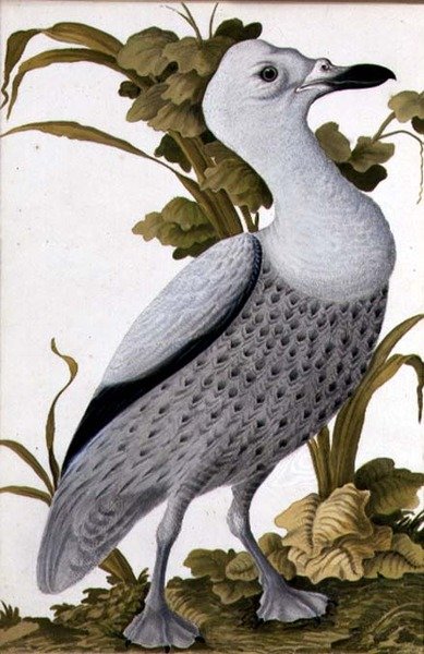 Grey Goose, cca 1740 (akvarel na papíře) od German School